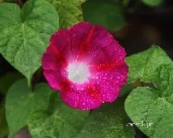 Ipomoea tricolor