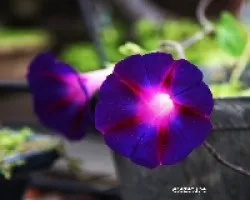Ipomoea indica