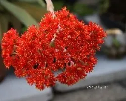 Crassula perfoliata