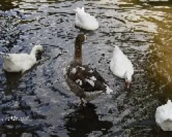Patos