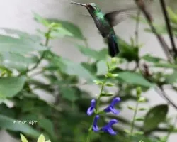 Colibri