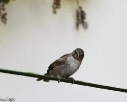 Passer domesticus