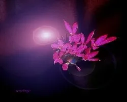 Con luz