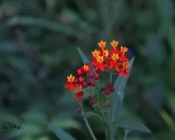Asclepia bicolor