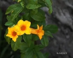 Bignonia capreolata