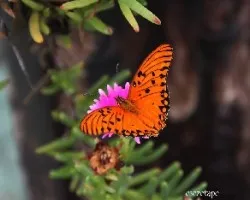 Mariposa