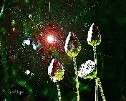 Luz