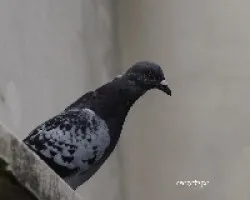 Paloma