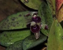 Pleurothallis sp