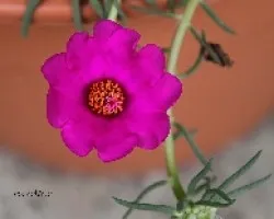 Portulaca grandiflora