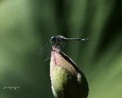 Libelula