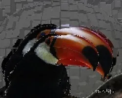 Ramphastos toco