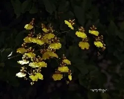 Oncidium
