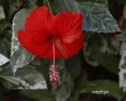 Hibiscus