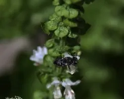 Bichito