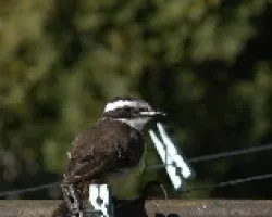 Pitangus sulphuratus