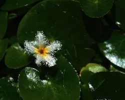 Nymphoides humboldtiana
