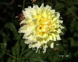 Dahlia