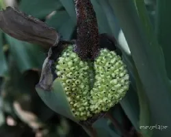 Semillas de Monstera sp