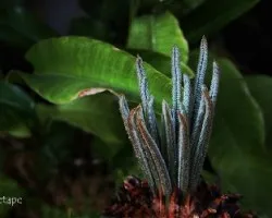 Cyca revoluta