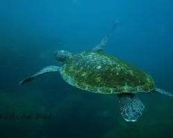 Tortuga