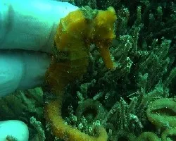 Caballito de mar