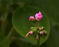 Pelargonium zonale