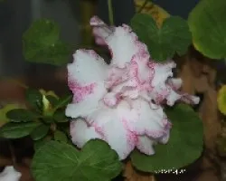 Azalea