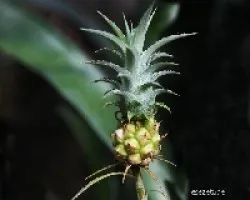 Ananas nanus
