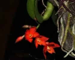 Sophronitis cernua