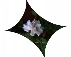 Azalea