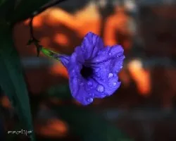  Ruellia brittoniana