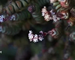 Crassula perforata