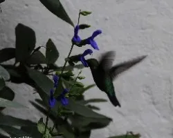 Sigo intentando con el colibri
