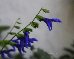 Salvia guaranitica