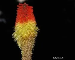 Kniphofia uvaria = Tritoma uvaria 