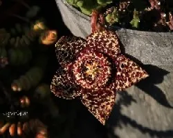 Huernia variegada