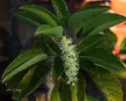 Phytolacca dioica