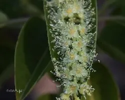 Phytolacca dioica