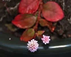 Poligonum capitatum
