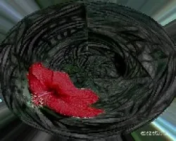 Hibiscus