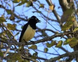 Cyanocorax chrysops