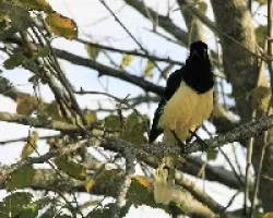 Cyanocorax chrysops