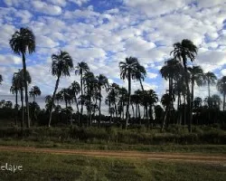 Parque Nacional El Palmar