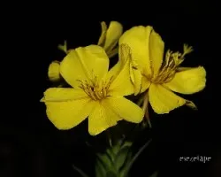 Oenothera biennis 
