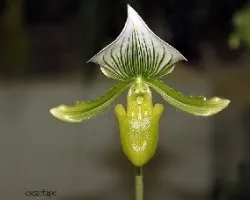 Paphiopedilum sp