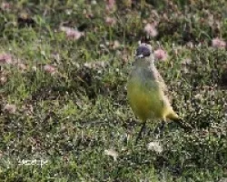 Machetornis rixosus
