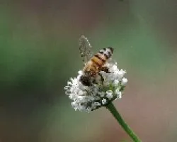 abeja