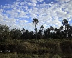 Parque Nacional El Palmar
