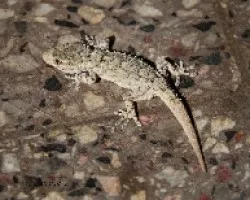 Lagartija